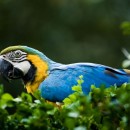parrot closeup source image